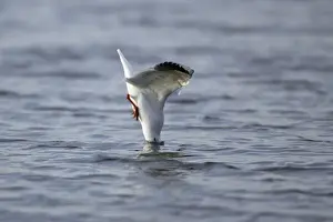 Black Headed Prints: Black-headed Gull - diving into sea after food
