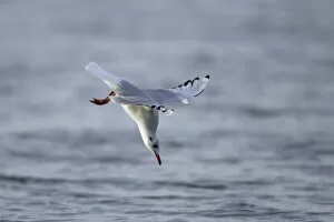 Images Dated 18th October 2007: Black-headed Gull - diving into sea after food, Lindisfarne National Nature Reserve, autumn, England