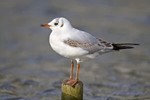 Images Dated 21st February 2012: Black Headed Gull - first winter - Cornwall - UK