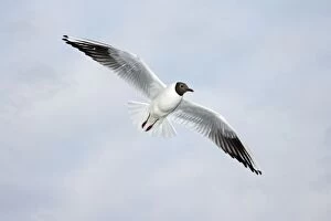 Black-headed Gull - in flight