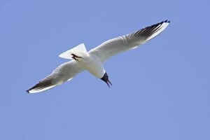 Images Dated 5th June 2006: Black-headed Gull - in flight