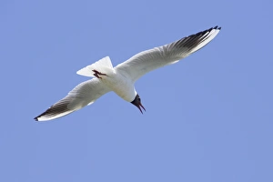 Images Dated 5th June 2006: Black-headed Gull - in flight - Camargue - France