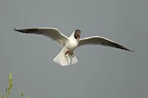 Black-headed Gull - in flight coming in to land