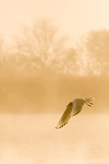 Images Dated 29th April 2009: Black-headed Gull - in flight at misty sunrise