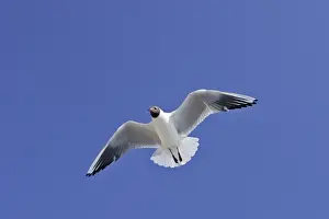 Black-headed Gull - in flight - Saintes Maries de la Mer - Bouches du Rhone - France