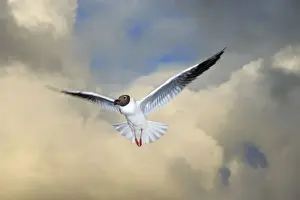 Black Headed Prints: Black-headed Gull - in flight, Texel, Holland