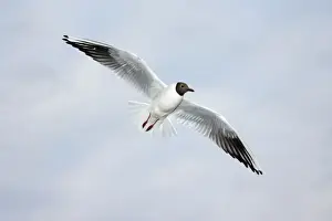 Black-headed Gull - in flight, Texel, Holland