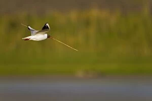 Images Dated 1st June 2010: Black Headed Gull - in flight - Texel - Netherlands