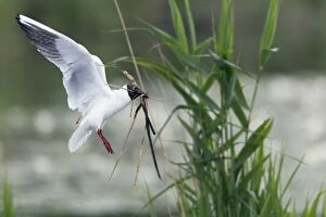 Images Dated 2nd June 2012: Black-headed Gull - in flight transporting nesting material