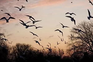 Images Dated 9th January 2010: Black-headed Gull - flock of black headed gulls in flight at sundown. England, UK