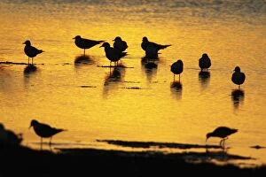 Black-headed Gull - flock resting on shallow lake at sunset