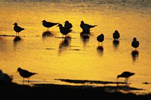 Sunsets And Sunrise Prints: Black-headed Gull - flock resting on shallow lake at sunset - Island of Texel - Holland