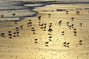 Black Headed Prints: Black-headed Gull - flock resting on shoreline at dawn - Northumberland National Park - England