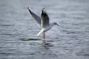 Black-headed Gull - hovering over sea searching for food, autumn