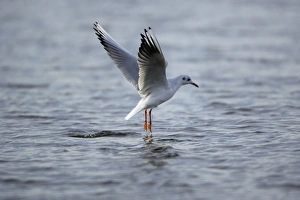 Black-headed Gull - hovering over sea searching for food, autumn Black-headed Gull - hovering over sea searching for food, autumn