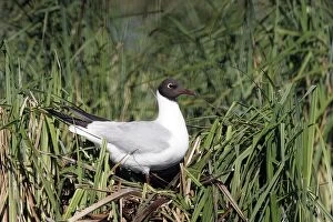 Images Dated 12th May 2005: Black-headed Gull - Hungary