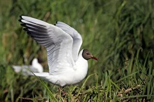 Images Dated 12th May 2005: Black-headed Gull - Hungary