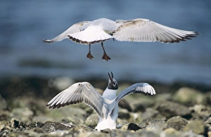 Images Dated 21st June 2005: Black-headed Gull - two immature birds squabbling