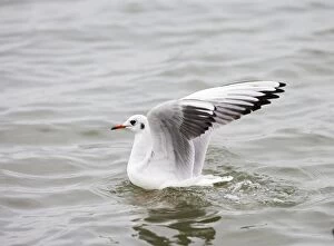 Black headed gull - lands on water - side view - winter