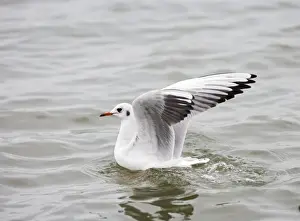 Black Headed Prints: Black headed gull – lands on water – side view – winter Bedfordshire UK 003409