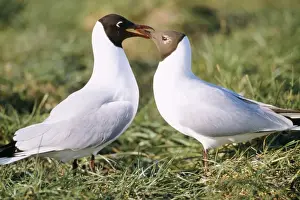 Black-headed gull - Male feeding female in courtship behaviour