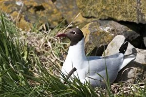 Images Dated 20th May 2010: Black-headed gull - on nest