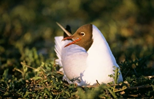Images Dated 29th December 2005: Black-headed Gull - on nest