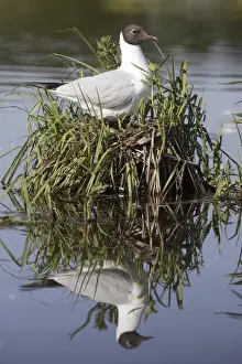 Black Headed Prints: Black-headed Gull - at nest. Hungary