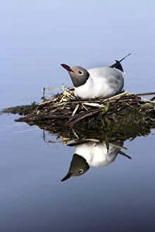 Images Dated 2nd November 2007: Black-headed Gull - at nest. Hungary