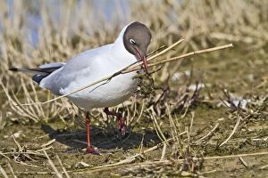 Images Dated 15th April 2010: Black Headed Gull - with nest material - Norfolk UK 9683