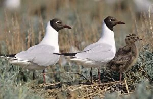 Black-Headed GULL - Pair with chick