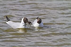 Images Dated 15th April 2010: Black Headed Gull - pair in courtship - Norfolk UK 9687