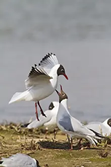 Black Headed Prints: Black Headed Gull - pair in courtship - Norfolk UK 9733