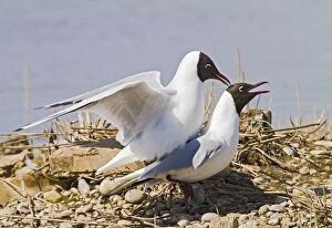 Images Dated 15th April 2010: Black Headed Gull - pair mating - Norfolk UK 9749