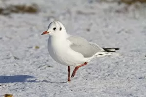Images Dated 2nd January 2010: Black-headed Gull - Single adult bird in winter plumage on snow covered beach. England, UK