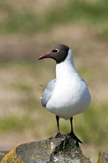 Images Dated 20th May 2010: Black-headed gull - standing on rock
