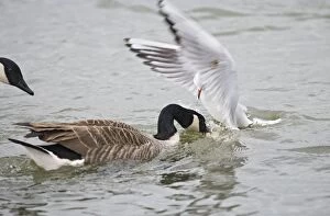 Black headed gull - steals food from Canada goose - winter