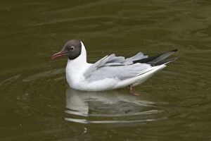 Images Dated 10th June 2005: Black-headed Gull swimming. In the Het Zwin Wetlands, near Knokke, Belgium