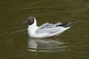 Black-headed Gull swimming. In the Het Zwin Wetlands, near Knokke, Belgium