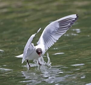 Black-headed Gull - swooping to catch Mayfly
