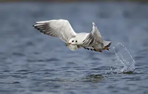 Splash Prints: Black-headed Gull - taking off and leaving a water trail - March - Cannock - Staffordshire - England