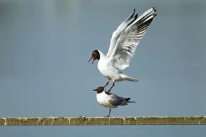 Black-headed Gull - unsuccessful attempt at mating