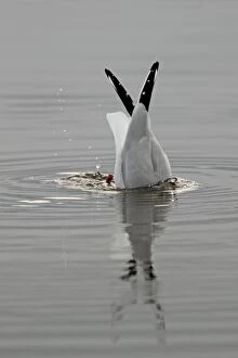 Bottom Gallery: Black Headed Gull - upturned in the water Holy Island