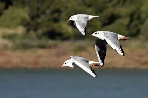 Images Dated 3rd January 2005: Black-headed Gull - in winter. Aiguamolls Nature Reserve - RAMSAR site - Spain