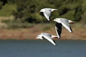 Black Headed Prints: Black-headed Gull - in winter. Aiguamolls Nature Reserve - RAMSAR site - Spain