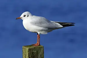 Black Headed Prints: Black-headed Gull - with winter plumage, sitting on post, Northumberland, UK