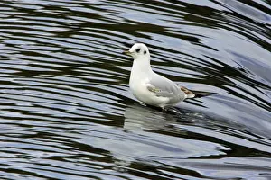 Black-headed Gull - with winter plumage, sitting in river. Northumberland, UK