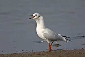 Black Headed Prints: Black-headed Gull - in winter plumage calling - Norfolk - UK