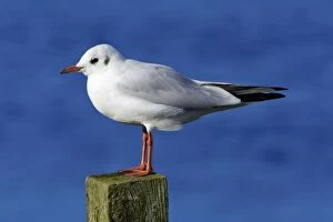 Images Dated 22nd October 2006: Black-headed Gull - with winter plumage, sitting on post, Northumberland, UK