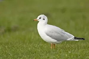 Images Dated 6th October 2008: Black-headed Gull - in winter plumage standing in grass field